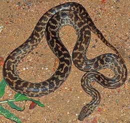 Boa yılanı
