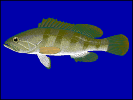 Lahoz balığı