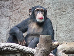 Şempanze