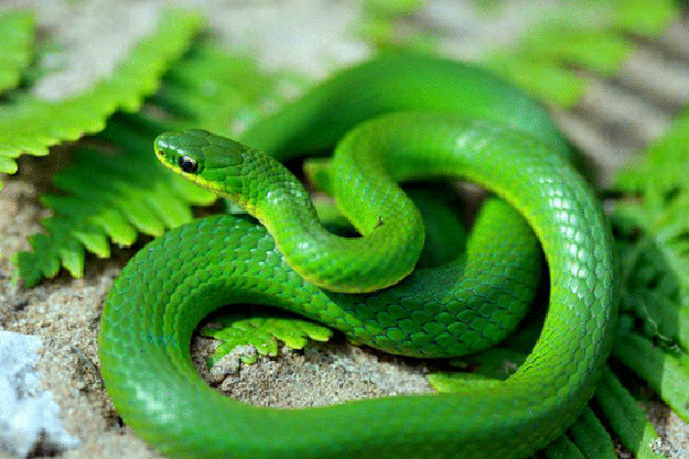 rüyada yeşil yılan görmek