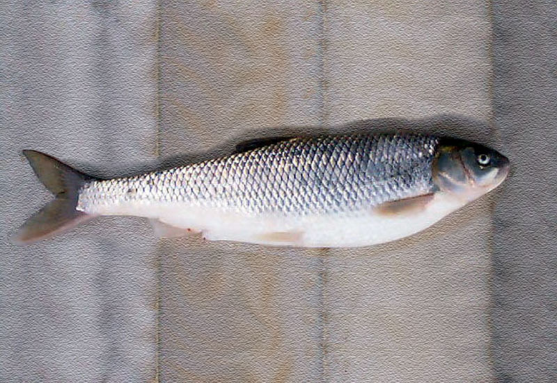 Levkit balığı
