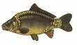 Sazan balığı
