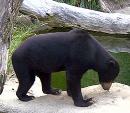 Malaya ayısı